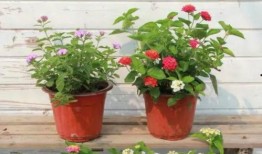 疯姐直播爆料最新消息视频,最新热点事件幕后真相大曝光！